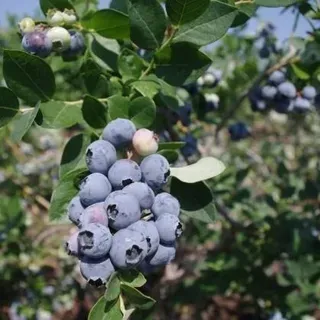 thumbnail for publication: Low-Chill Blueberry Cultivars